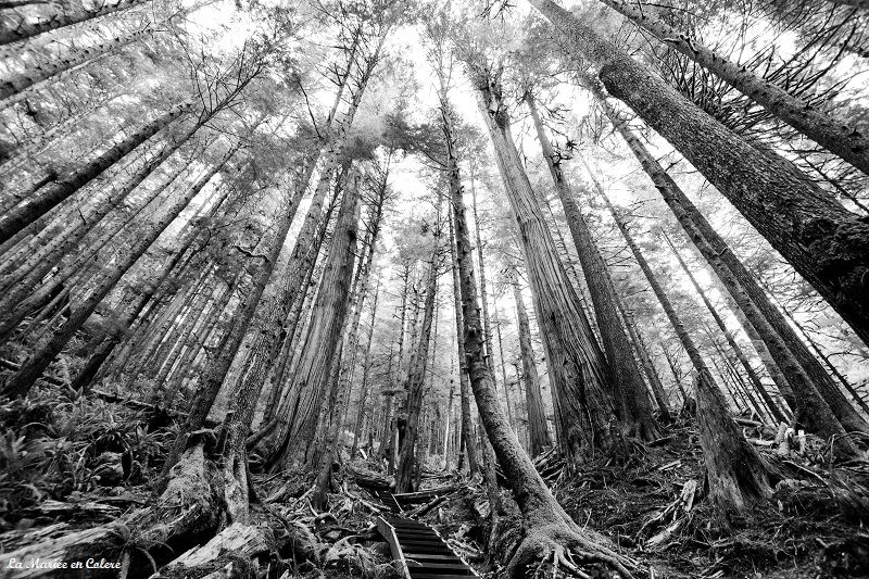 foret avatar grove vancouver island