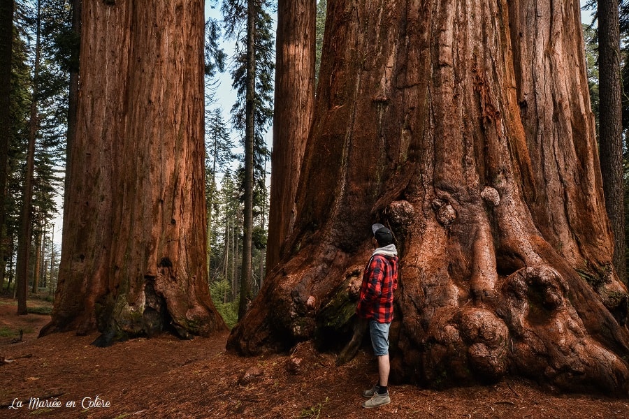 sequoia park californie