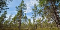 Destination familiale : la Slow Finlande ressourçante
