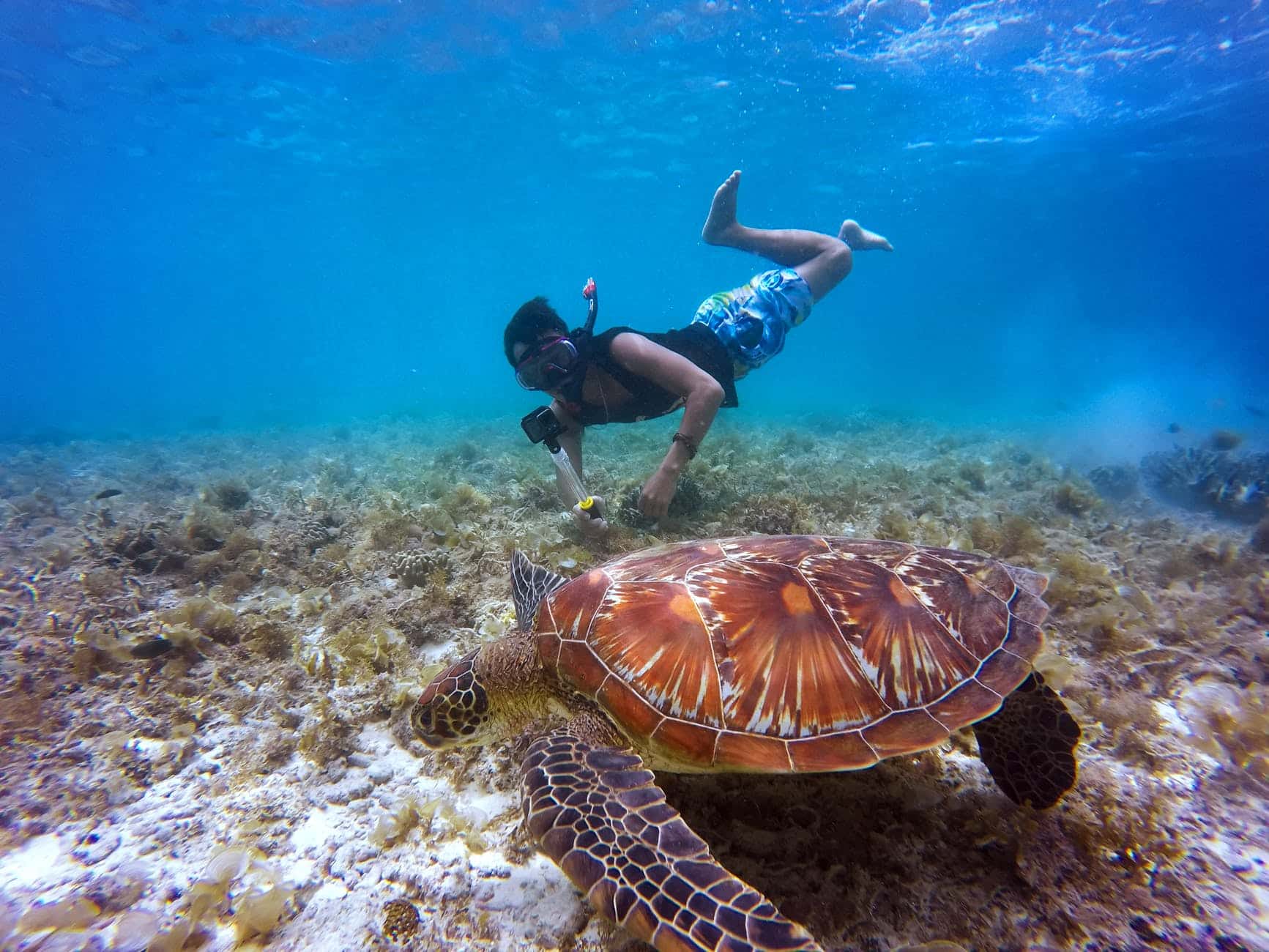 brown tortoise in body of water beside man
