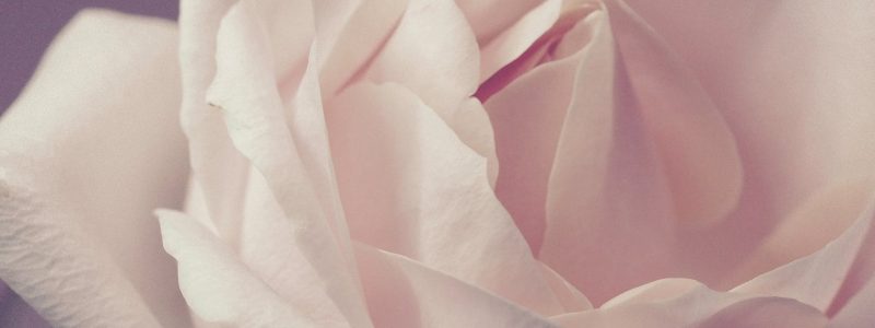 closeup photo of white rose
