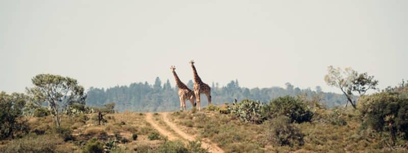 two giraffe standing on hill