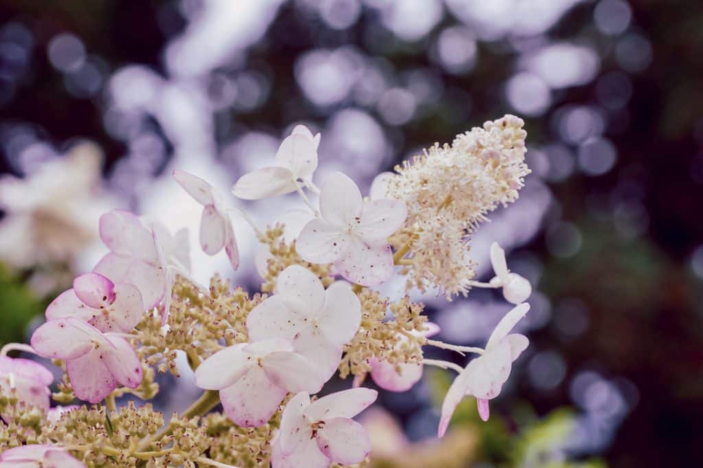 hortensia fleurs mariage