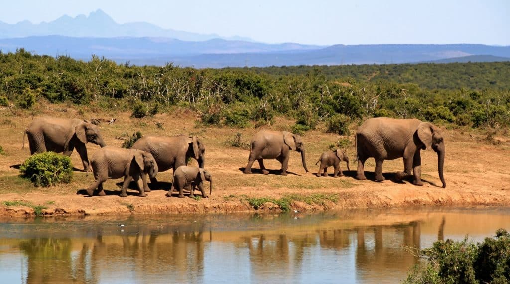 Voyage de noces Afrique éléphants