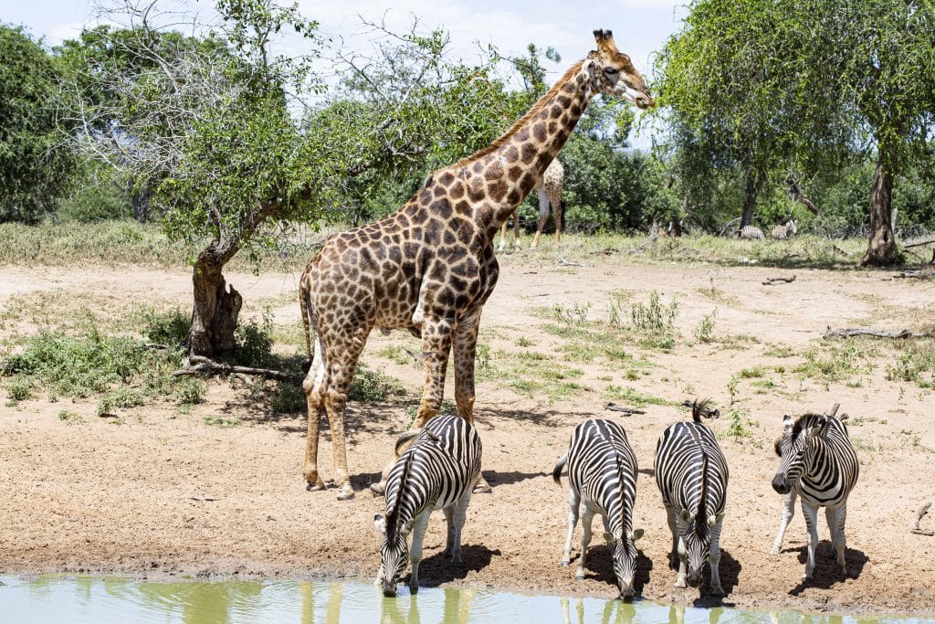 Girafes zèbres lune de miel safari 