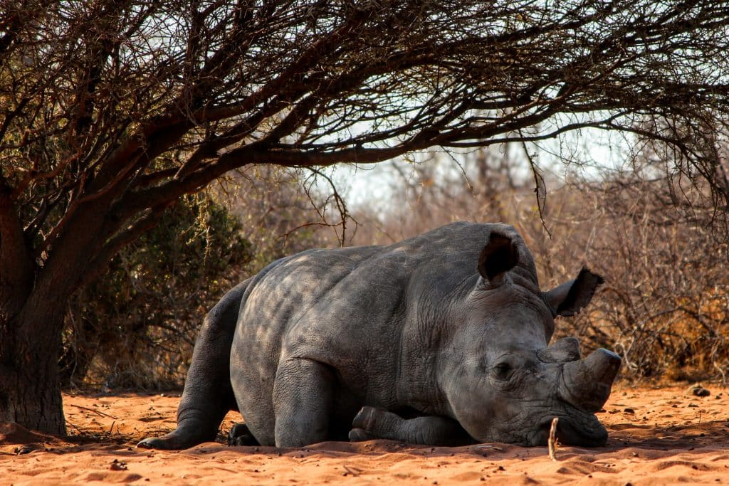 Safari 4x4 Big five Rhinoceros 